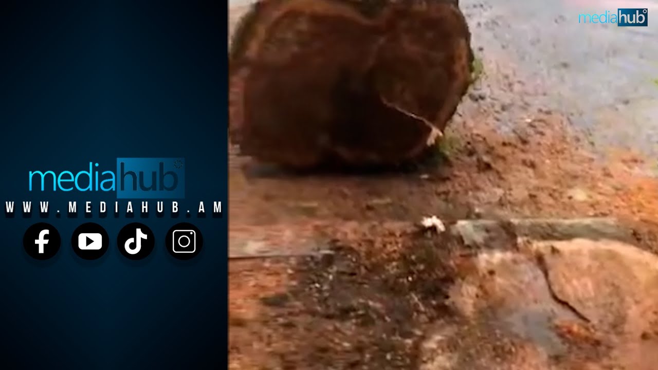 Հերթական ծառերի սպանդը կենտրոնում