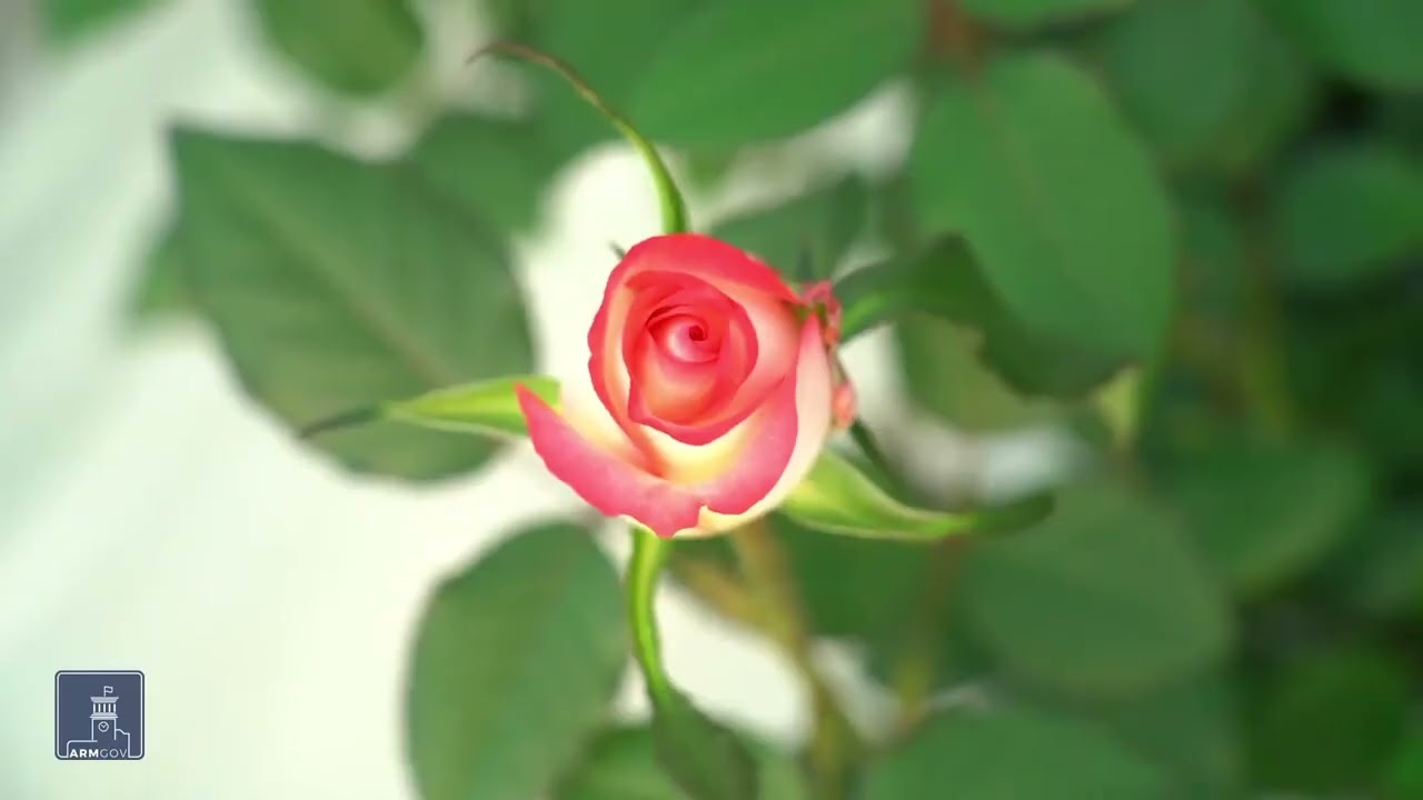 Բիզնեսի ոլորտում ապահովագրական ծառայությունների շուկան Հայաստանում աճում է