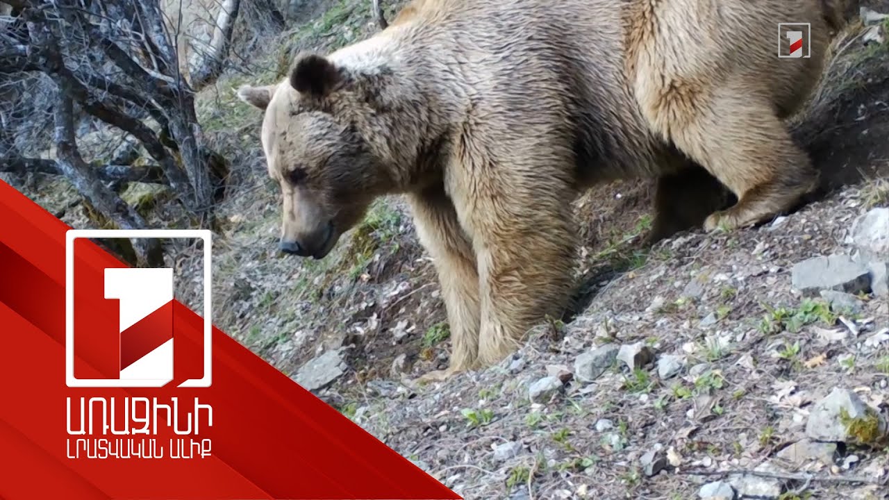 Շրջակա միջավայրի նախարարությունը զգուշացնում է՝ եղջերուներին չմոտենալ բնակավայրերում